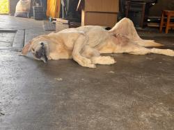 Lost Male Dog last seen Memorial highway, Mount Vernon, WA 98273