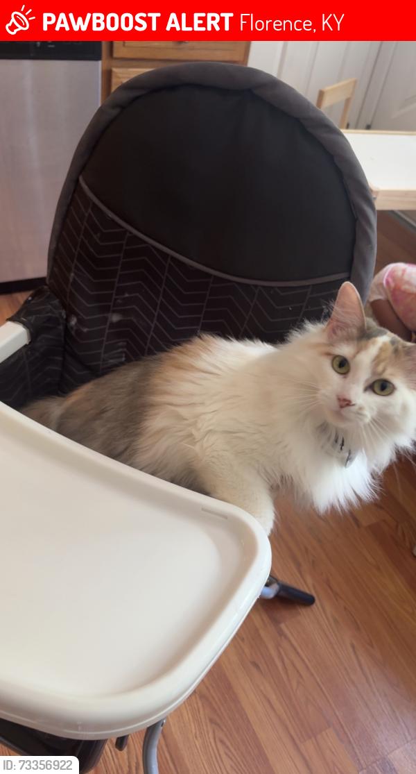 Lost Female Cat last seen Cherry Hill Subdivision, Florence, KY 41018