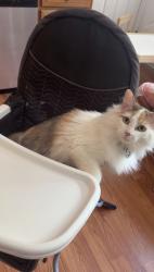 Lost Female Cat last seen Cherry Hill Subdivision, Florence, KY 41018