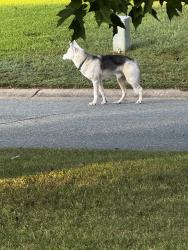 Reunited Unknown Dog last seen Eric Drive and Monroe Holt, Graham, NC 27253