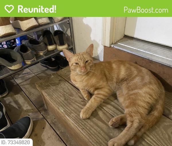 Reunited Unknown Cat last seen E sunwind dr Okemos MI, Okemos, MI 48864