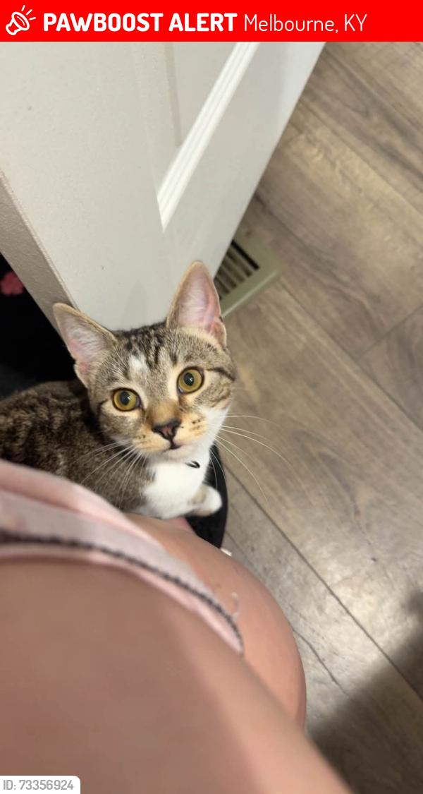 Lost Female Cat last seen Fillhardt's Lake, Melbourne, KY 41059