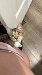 Lost Female Cat last seen Fillhardt's Lake, Melbourne, KY 41059