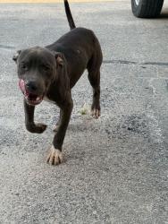 Found/Stray Male Dog last seen At United Rentals, Garner, NC 27529