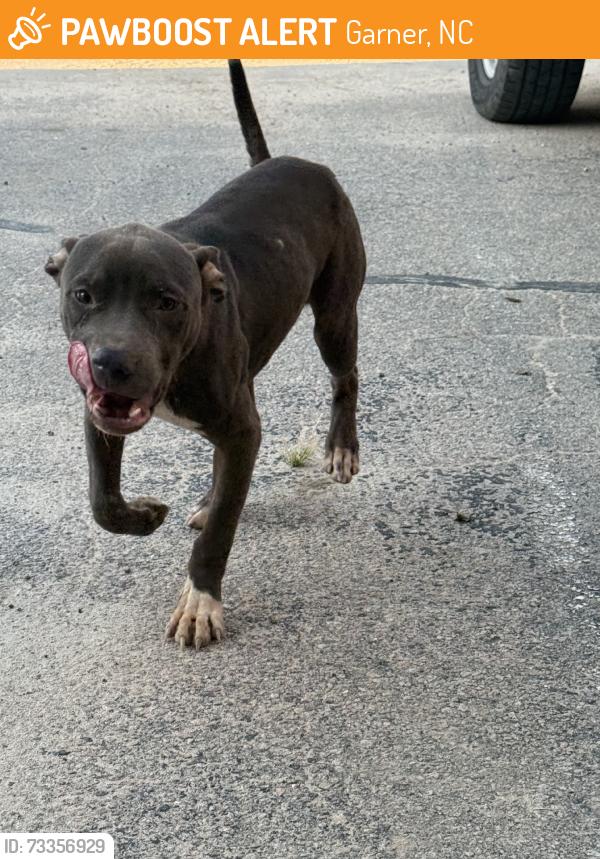 Found/Stray Male Dog last seen At United Rentals, Garner, NC 27529