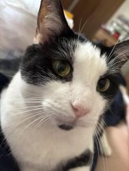 Lost Male Cat last seen Boyd’s school road, Gettysburg, PA 17325