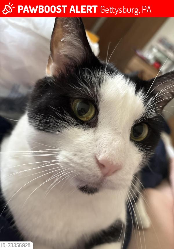 Lost Male Cat last seen Boyd’s school road, Gettysburg, PA 17325