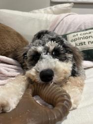 Reunited Female Dog last seen Near vauclain lane bryn mawr, Bryn Mawr, PA 19010