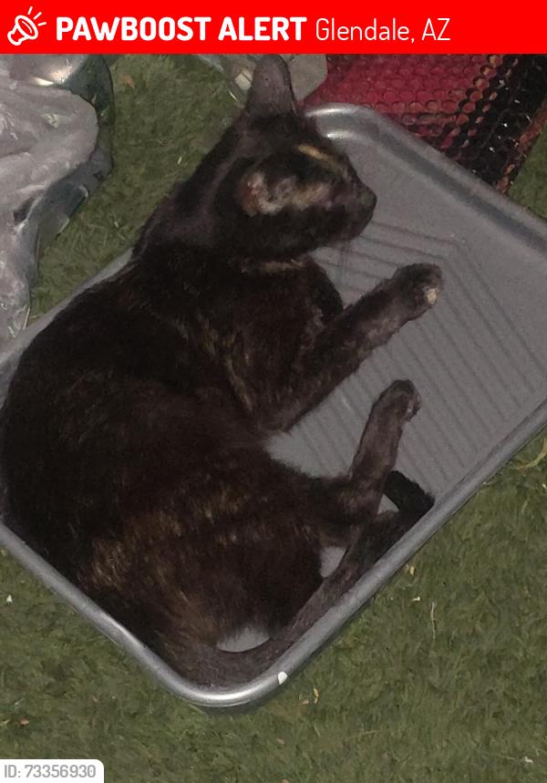 Lost Female Cat last seen 35th Ave and Rose Garden, Glendale, AZ 85308
