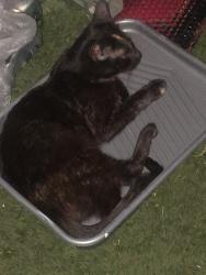 Lost Female Cat last seen 35th Ave and Rose Garden, Glendale, AZ 85308