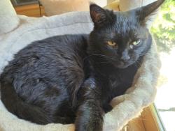 Lost Female Cat last seen Maple Avenue, Albany, NY 12208