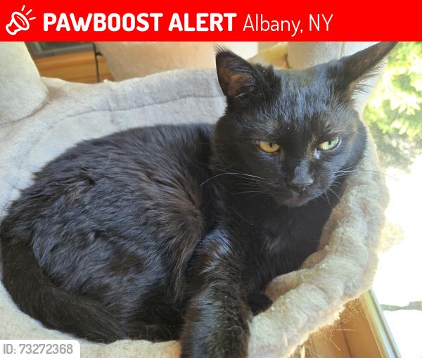 Lost Female Cat last seen Maple Avenue, Albany, NY 12208