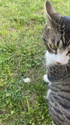 Lost Male Cat last seen Wike road granite falls nc, Granite Falls, NC 28630