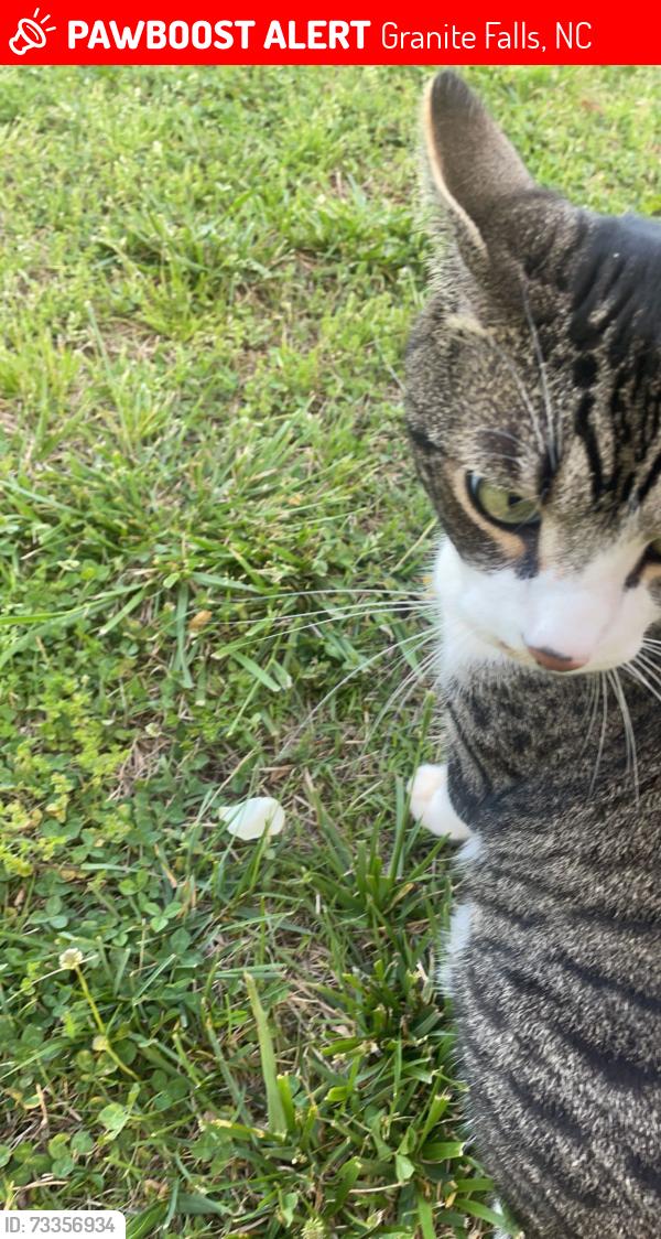 Lost Male Cat last seen Wike road granite falls nc, Granite Falls, NC 28630