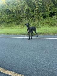 Found/Stray Unknown Dog last seen Jesse Rd, Sanford, NC 27332
