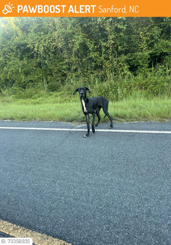 Found/Stray Unknown Dog last seen Jesse Rd, Sanford, NC 27332