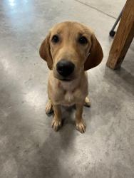 Found/Stray Female Dog last seen Unknown, Dallas, TX 75202