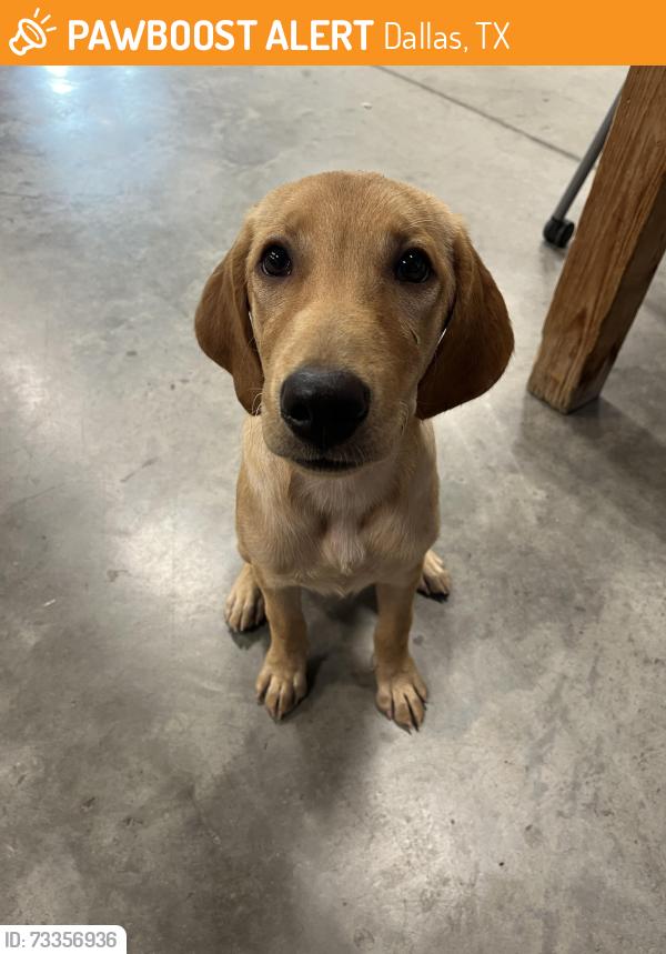 Found/Stray Female Dog last seen Unknown, Dallas, TX 75202