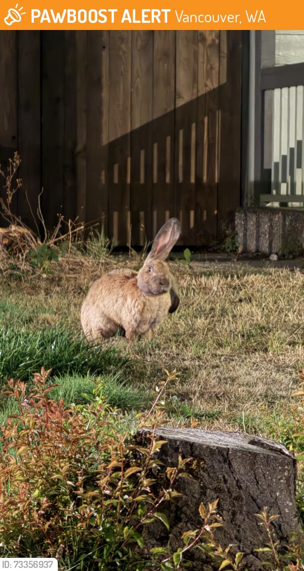 Found/Stray Unknown Rabbit last seen 154th Ave, Vancouver, WA 98682