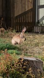 Found/Stray Unknown Rabbit last seen 154th Ave, Vancouver, WA 98682