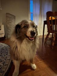 Reunited Male Dog last seen Nicollet and East Diamond Lake Road, Minneapolis, MN 55419