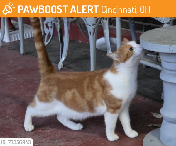 Found/Stray Unknown Cat last seen Burton Ave & Beatrice Ave, Cincinnati, OH 45229