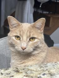 Lost Male Cat last seen Northgate, Canton Township, MI 48188