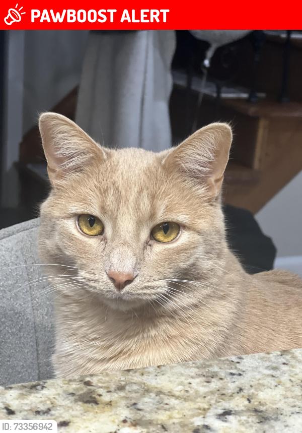 Lost Male Cat last seen Northgate, Canton Township, MI 48188