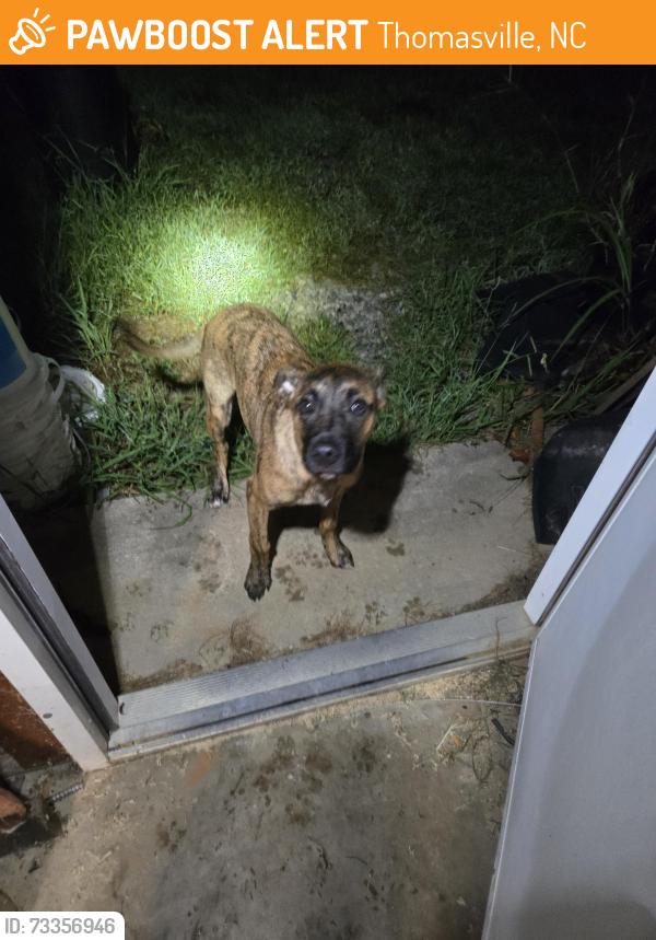 Found/Stray Male Dog last seen Fuller Mill/Finch Farm, Thomasville, NC 27360