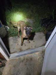 Found/Stray Male Dog last seen Fuller Mill/Finch Farm, Thomasville, NC 27360