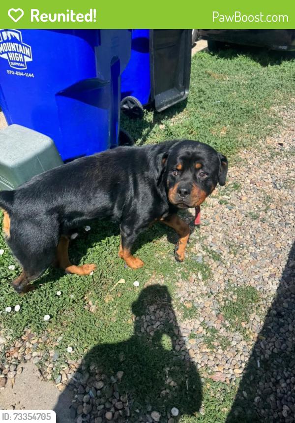 Reunited Unknown Dog last seen Bella romero academy, Greeley, CO 80631