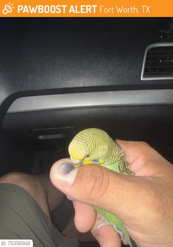 Found/Stray Male Bird last seen Near Bryant Irvin Rd, Fort Worth, TX 76132