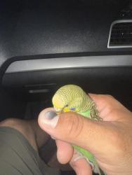 Found/Stray Male Bird last seen Near Bryant Irvin Rd, Fort Worth, TX 76132