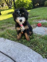 Reunited Female Dog last seen Columbia street ext, Cohoes, NY 12047