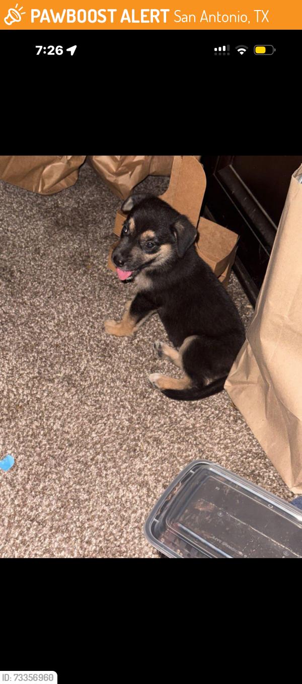 Found/Stray Male Dog last seen Walters by fort sam, San Antonio, TX 78234