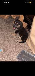 Found/Stray Male Dog last seen Walters by fort sam, San Antonio, TX 78234