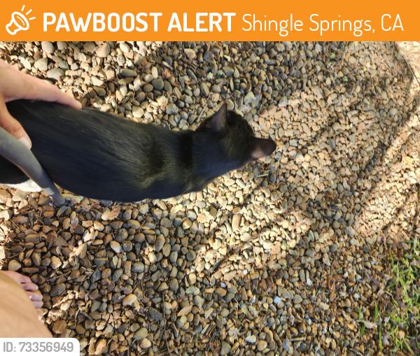 Found/Stray Unknown Cat last seen durock rd and product dr, Shingle Springs, CA 95682