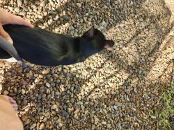 Found/Stray Unknown Cat last seen durock rd and product dr, Shingle Springs, CA 95682