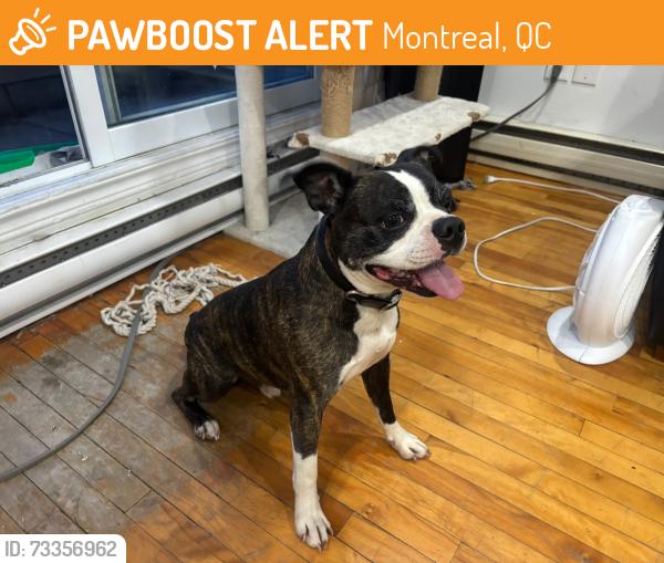 Found/Stray Male Dog last seen Victoria Lachine, Montreal, QC 