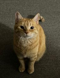 Reunited Male Cat last seen Tecumseh Ave. & Belgrave Ave., London, ON N6C 4A6