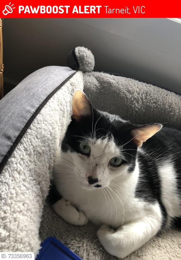 Lost Male Cat last seen Dohertys road and Tarneit road, Tarneit, VIC 3029