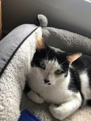 Lost Male Cat last seen Dohertys road and Tarneit road, Tarneit, VIC 3029