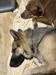 Found/Stray Male Dog last seen Hwy 17 n, Vanceboro, NC 28586