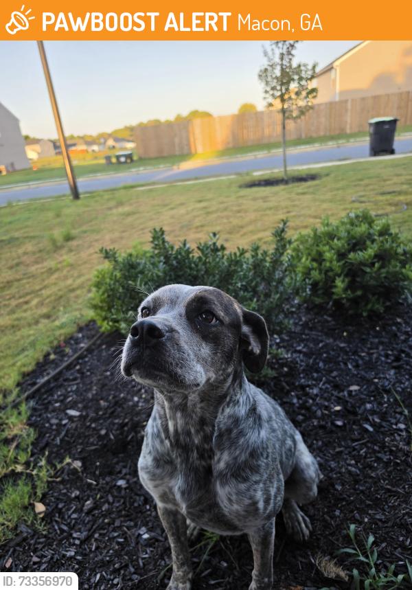 Found/Stray Female Dog last seen Near Albert st, Macon, GA 31213