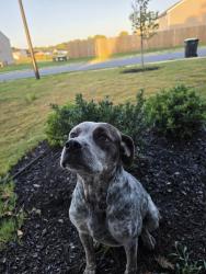Found/Stray Female Dog last seen Near Albert st, Macon, GA 31213