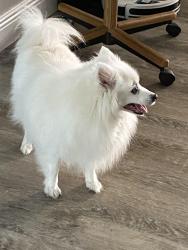 Lost Female Dog last seen Citrus Springs Blvd and N Merrimac Way, Citrus Springs, FL 34434