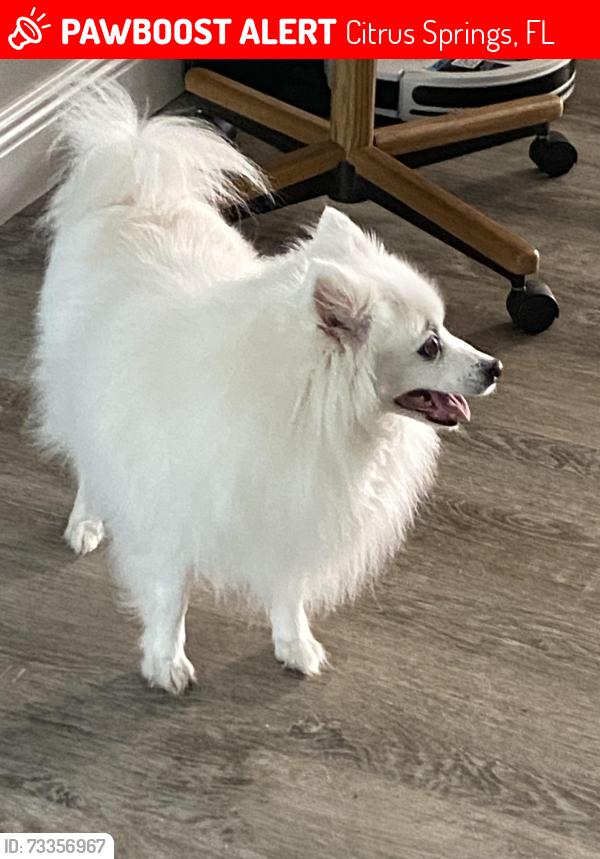 Lost Female Dog last seen Citrus Springs Blvd and N Merrimac Way, Citrus Springs, FL 34434