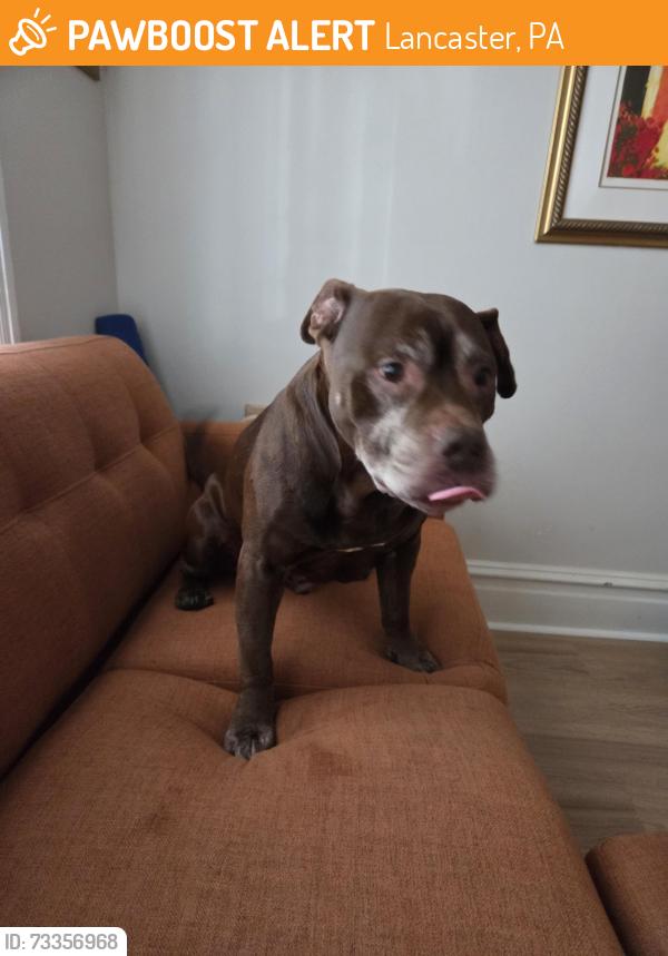 Found/Stray Male Dog last seen Nevin St and James St, Lancaster, PA 17603