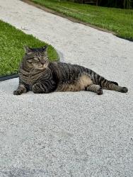 Lost Male Cat last seen Jog Road and Southern Blvd, West Palm Beach, FL 33415