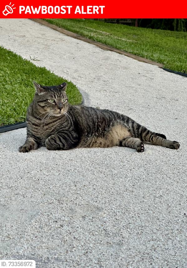 Lost Male Cat last seen Jog Road and Southern Blvd, West Palm Beach, FL 33415